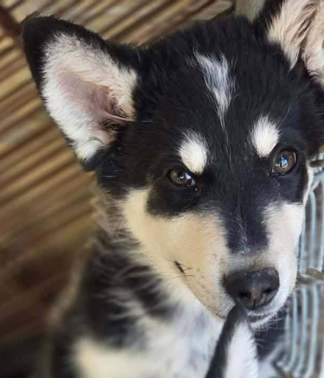 Alaska, ADOPTABLE, Puppy Male Siberian Husky.