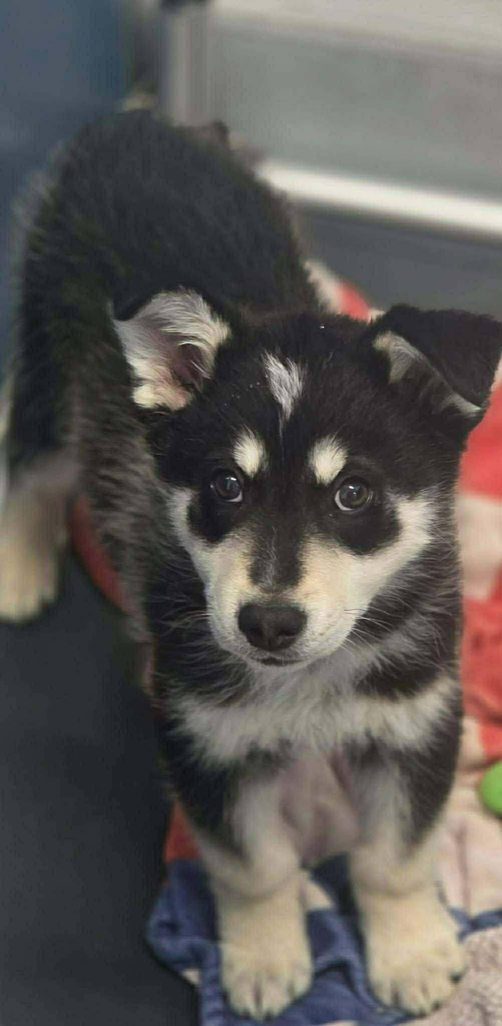 Enlarge Alaska, a ADOPTABLE Siberian Husky in Langley, BC image 3/3
