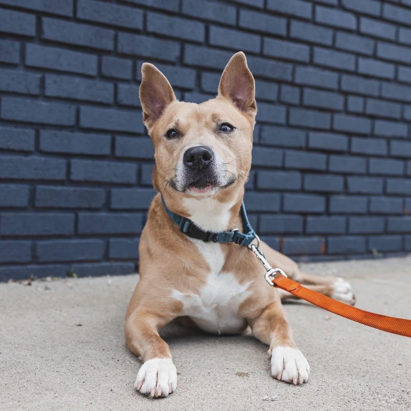 Enlarge Norris, a Adoptable Carolina Dog in Euclid, OH image 1/6