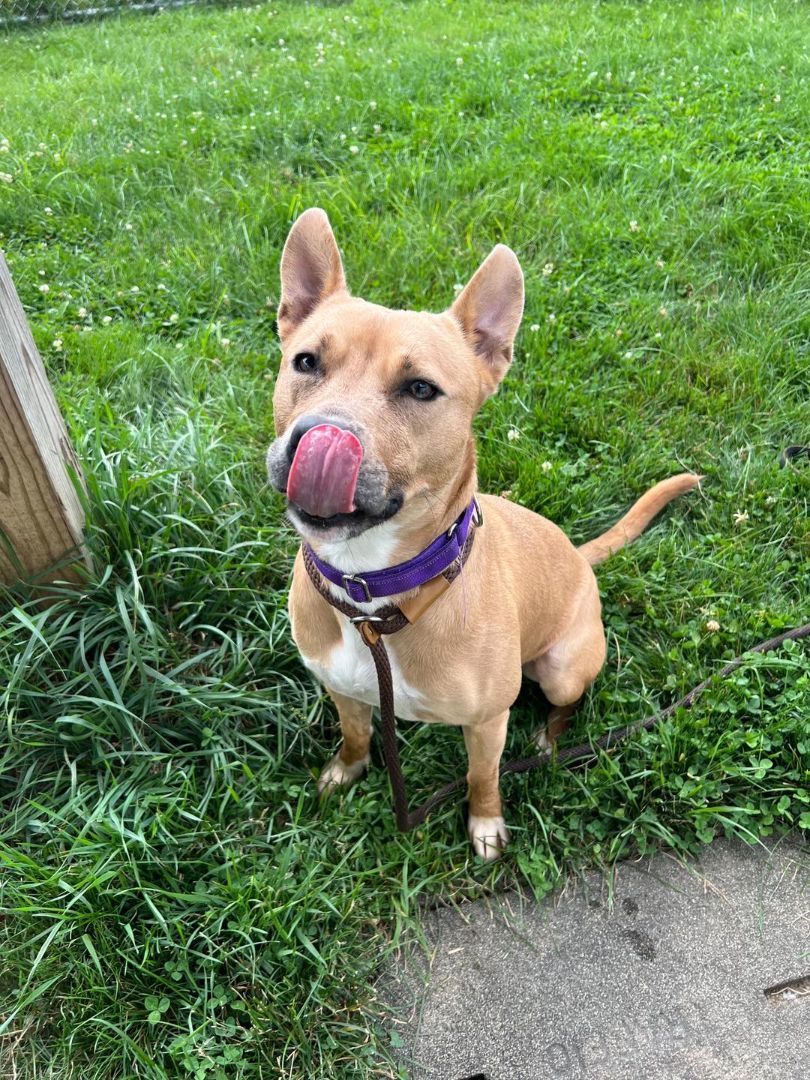Enlarge Norris, a Adoptable Carolina Dog in Euclid, OH image 2/5