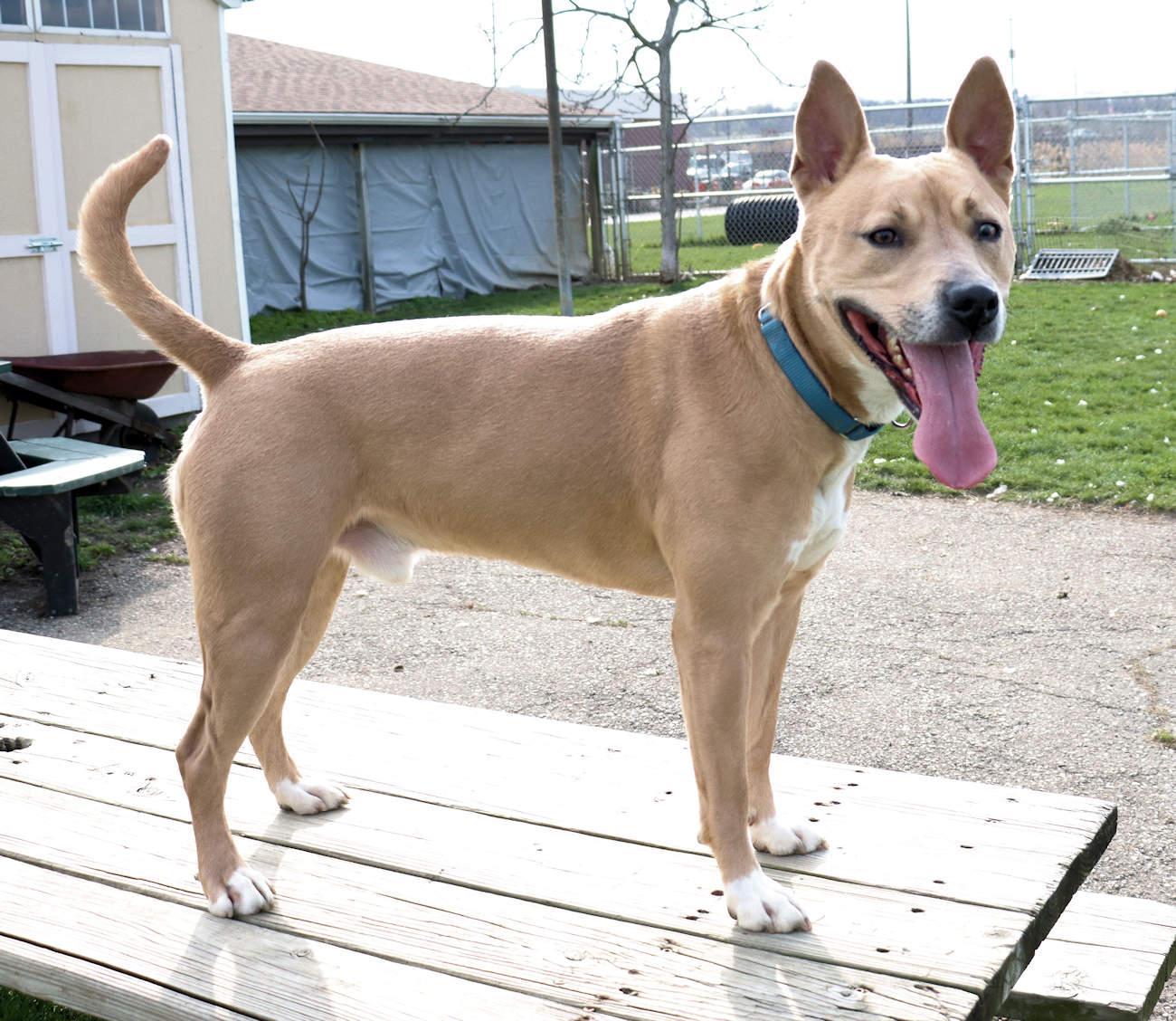Enlarge Norris, a Adoptable Carolina Dog in Euclid, OH image 5/5