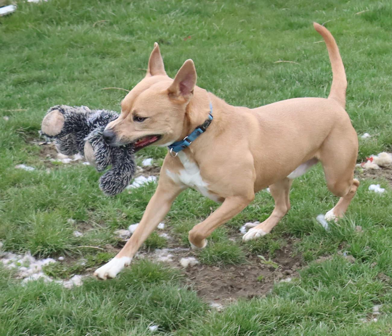 Enlarge Norris, a Adoptable Carolina Dog in Euclid, OH image 3/5