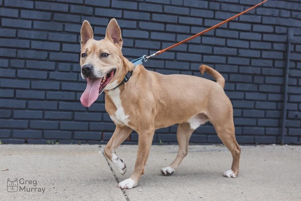 Enlarge Norris, a Adoptable Carolina Dog in Euclid, OH image 4/6
