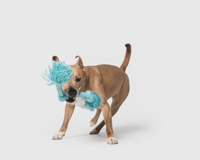 Enlarge Norris, a Adoptable Carolina Dog in Euclid, OH image 6/6