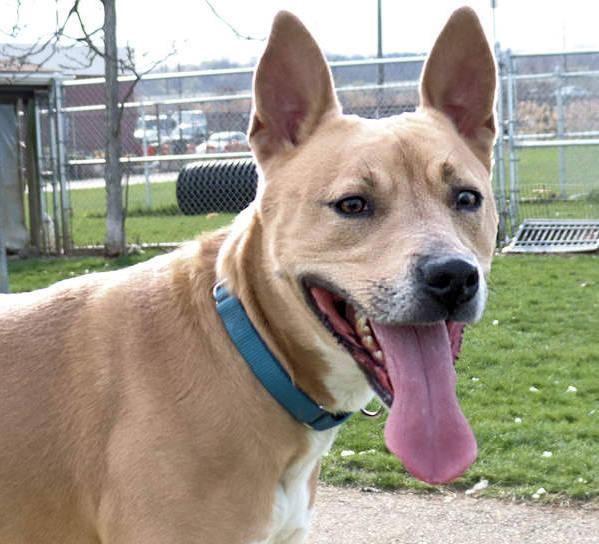 Enlarge Norris, a Adoptable Carolina Dog in Euclid, OH image 1/5