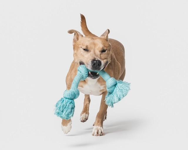 Enlarge Norris, a Adoptable Carolina Dog in Euclid, OH image 5/6