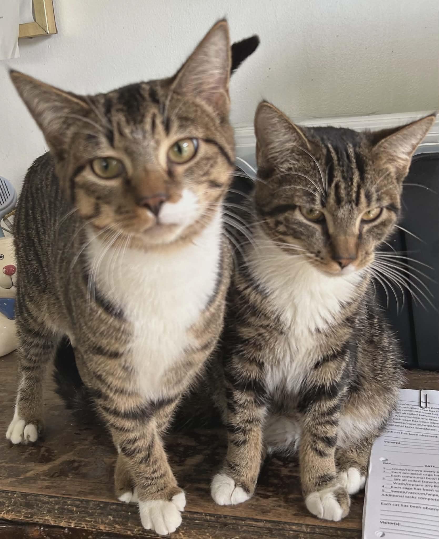 Enlarge Sam and Max (twin brothers!), an adopted Tabby in Huntington, NY image 4/5