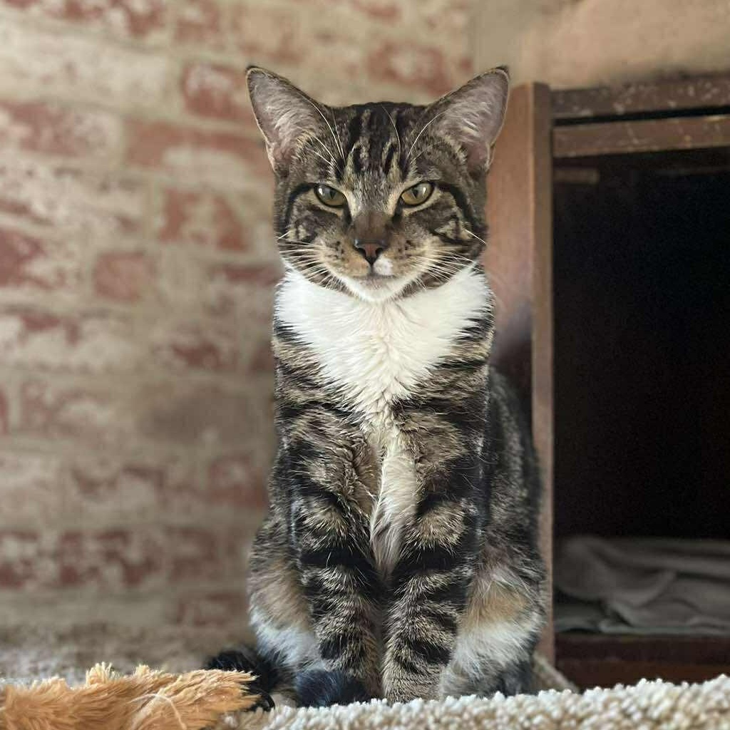 Enlarge Sam and Max (twin brothers!), an adopted Tabby in Huntington, NY image 2/5