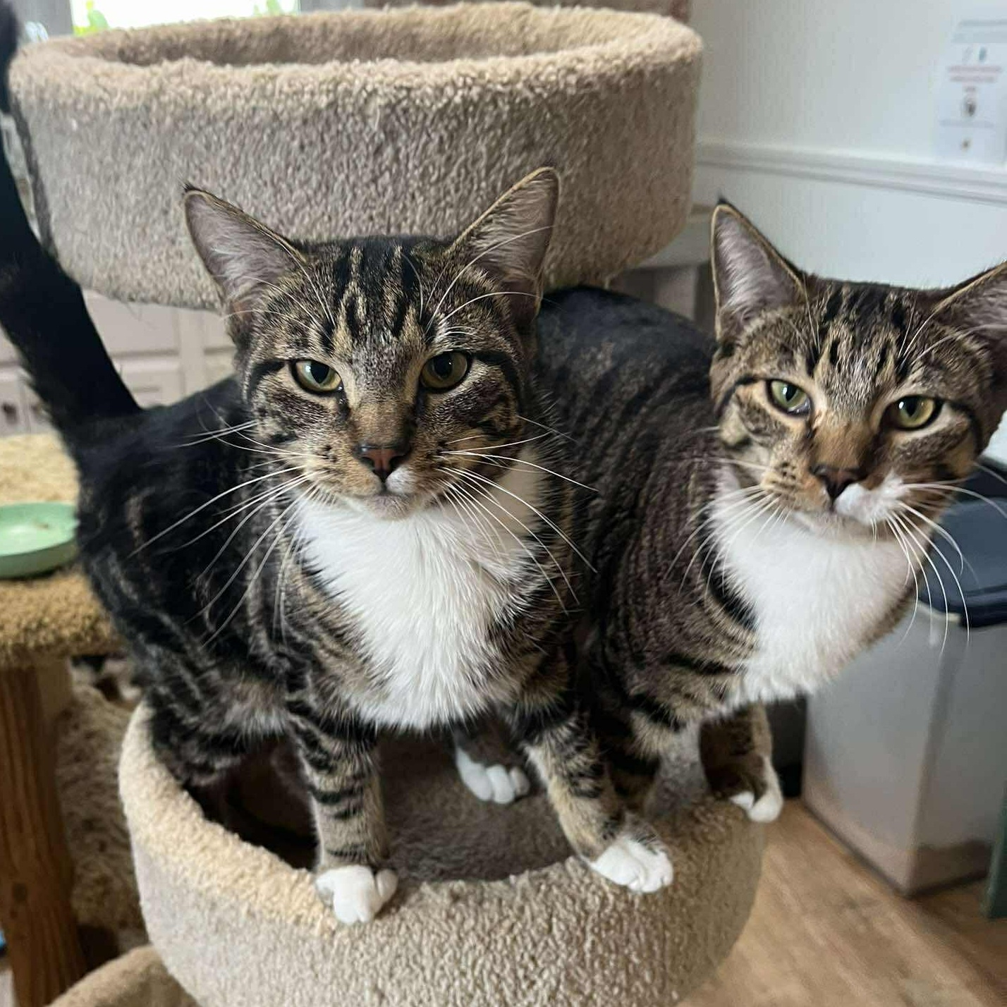 Enlarge Sam and Max (twin brothers!), an adopted Tabby in Huntington, NY image 1/5