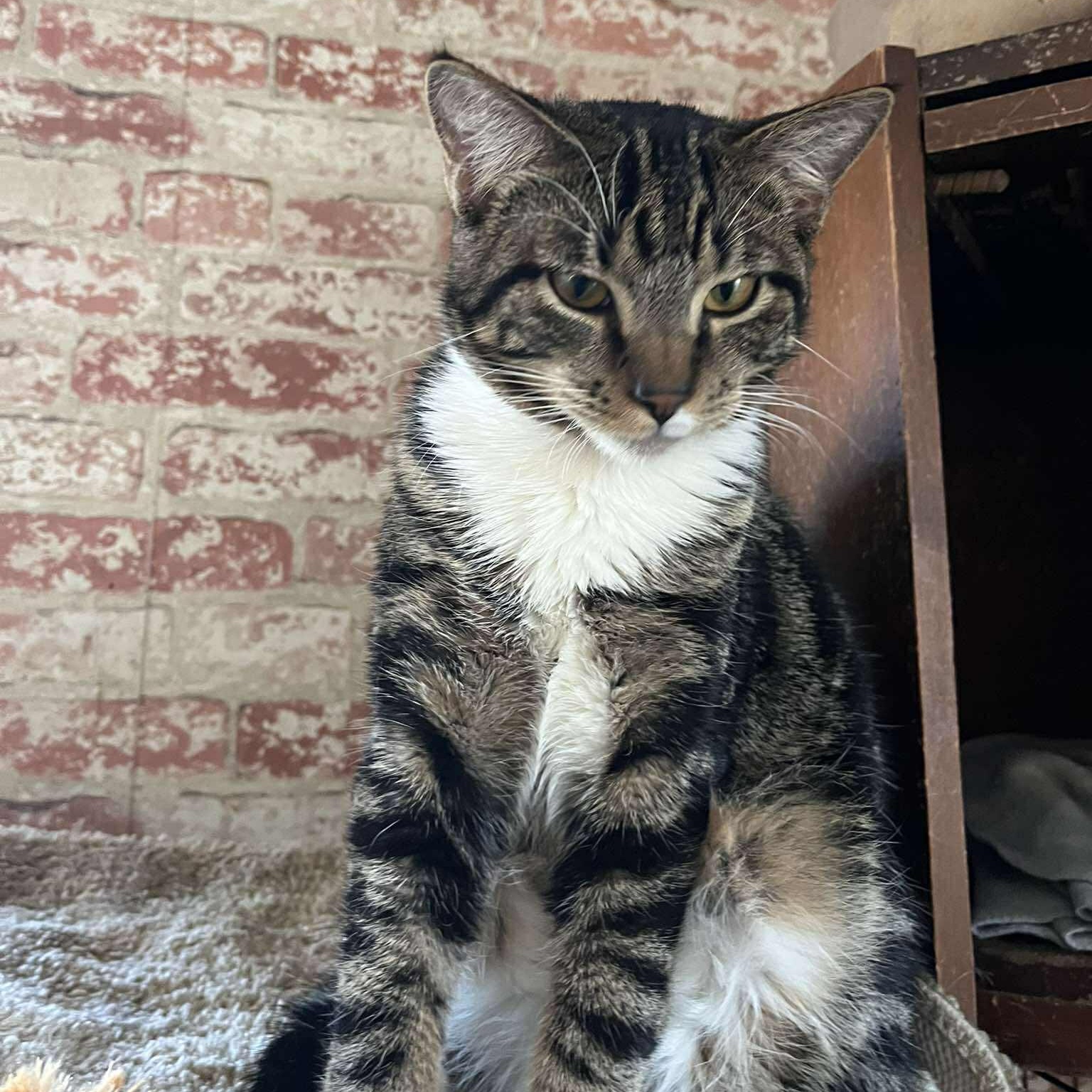 Enlarge Sam and Max (twin brothers!), an adopted Tabby in Huntington, NY image 3/5