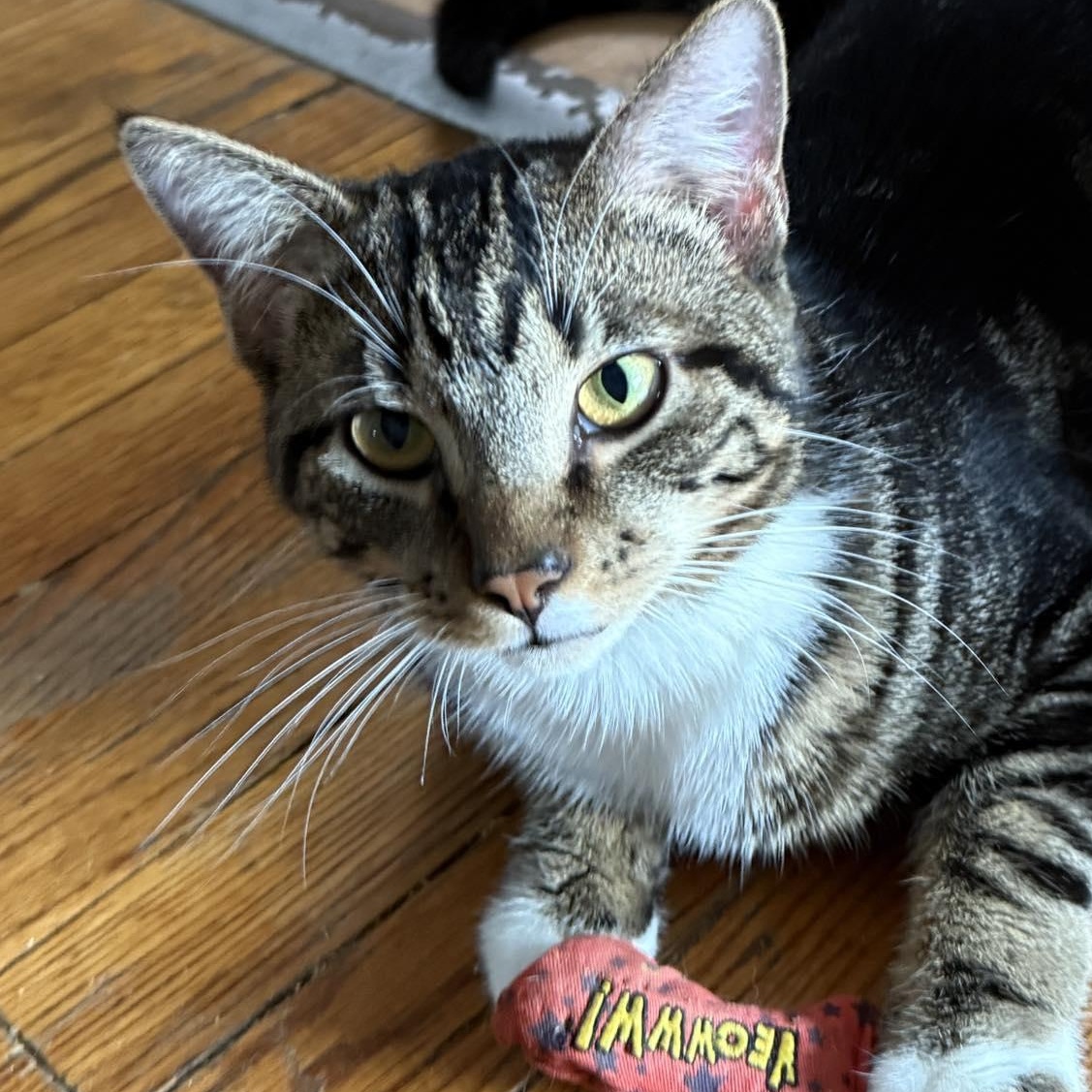 Enlarge Sam and Max (twin brothers!), an adopted Tabby in Huntington, NY image 5/5