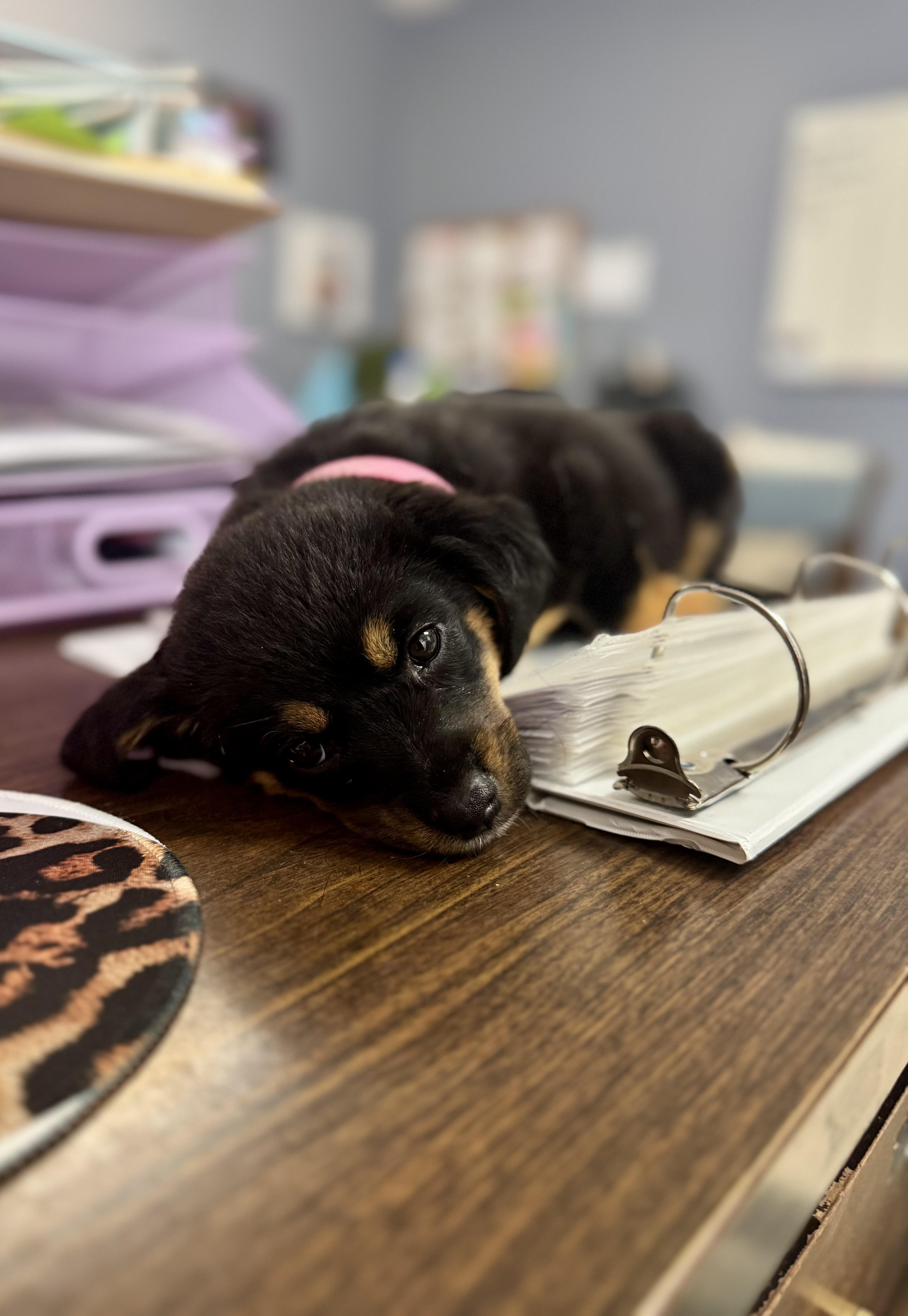 Juniper , an adopted mixed breed in Hartsville, SC image 1/6