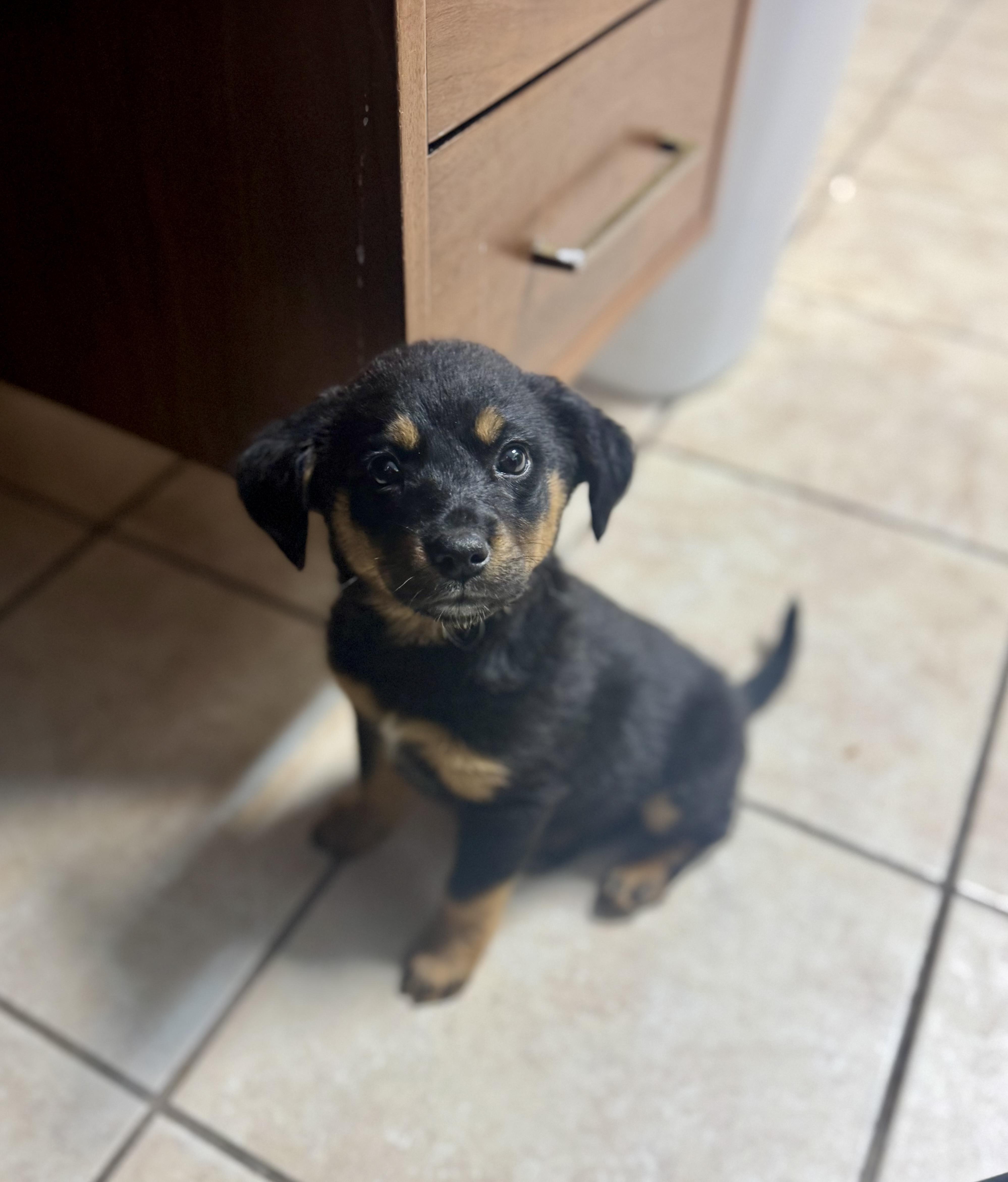 Juniper , an adopted mixed breed in Hartsville, SC image 4/6