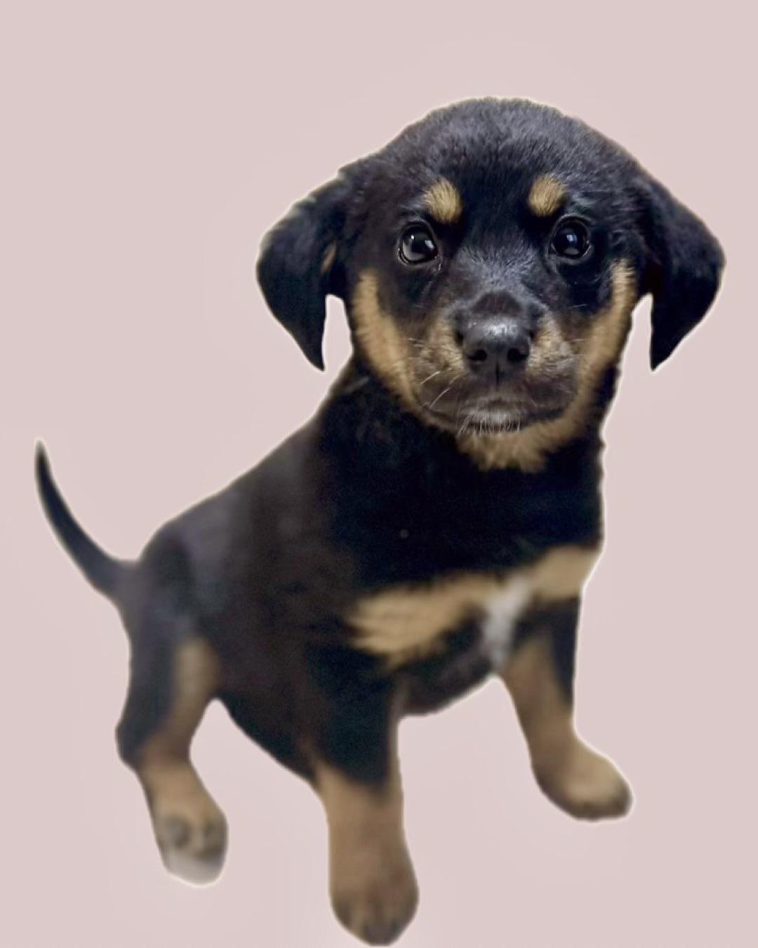 Juniper , an adopted mixed breed in Hartsville, SC image 3/6