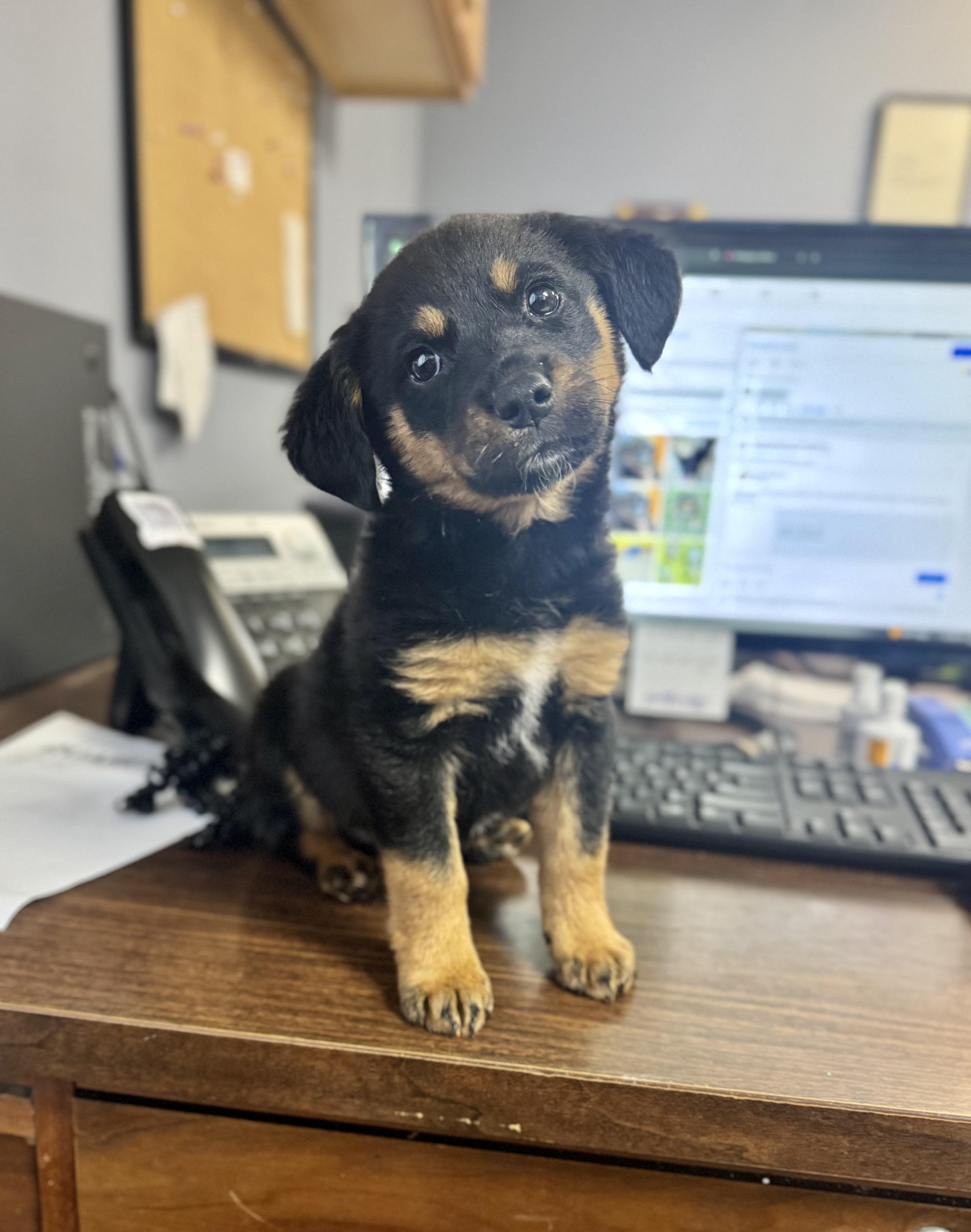 Juniper , an adopted mixed breed in Hartsville, SC image 6/6
