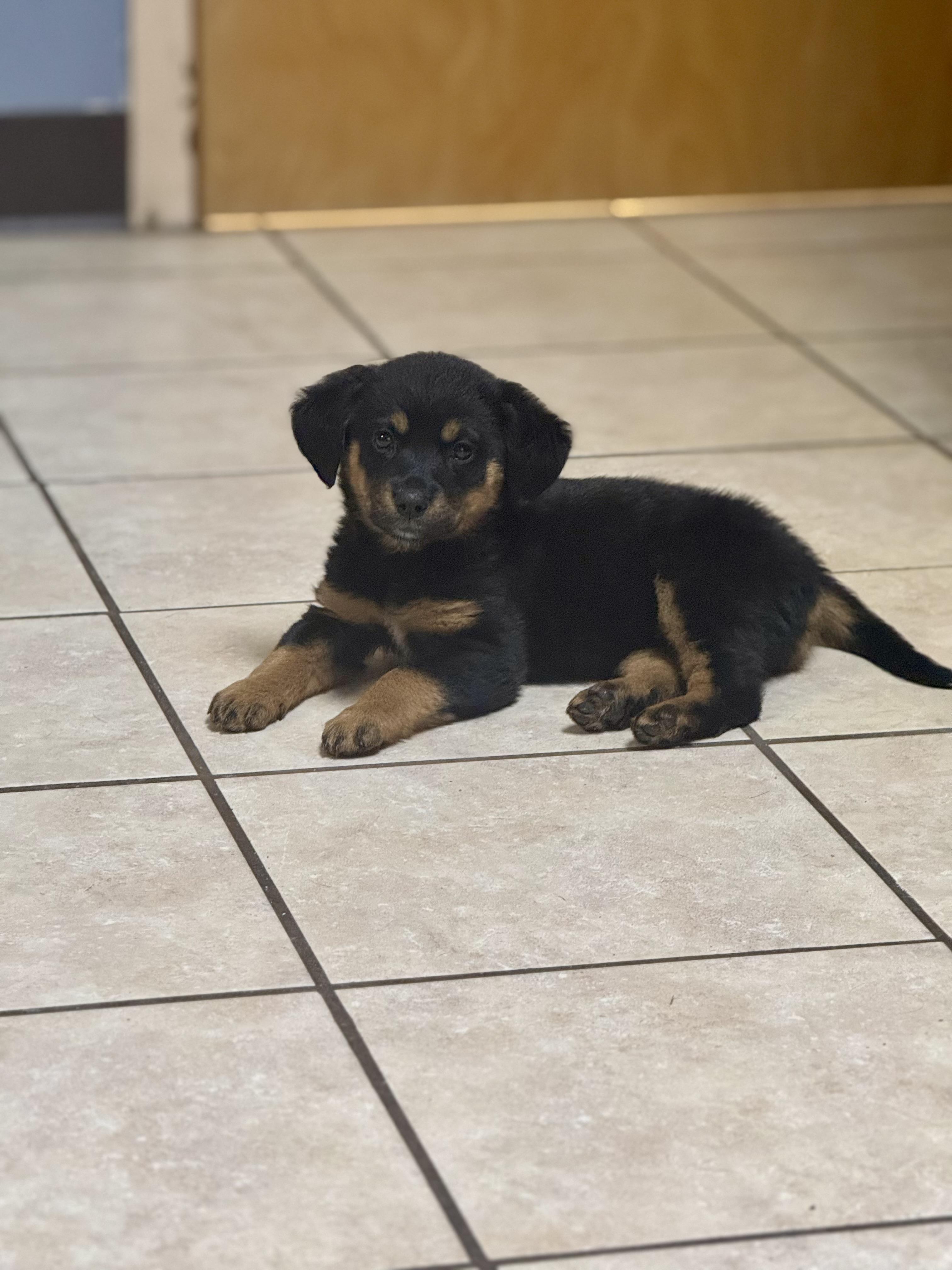 Juniper , an adopted mixed breed in Hartsville, SC image 5/6