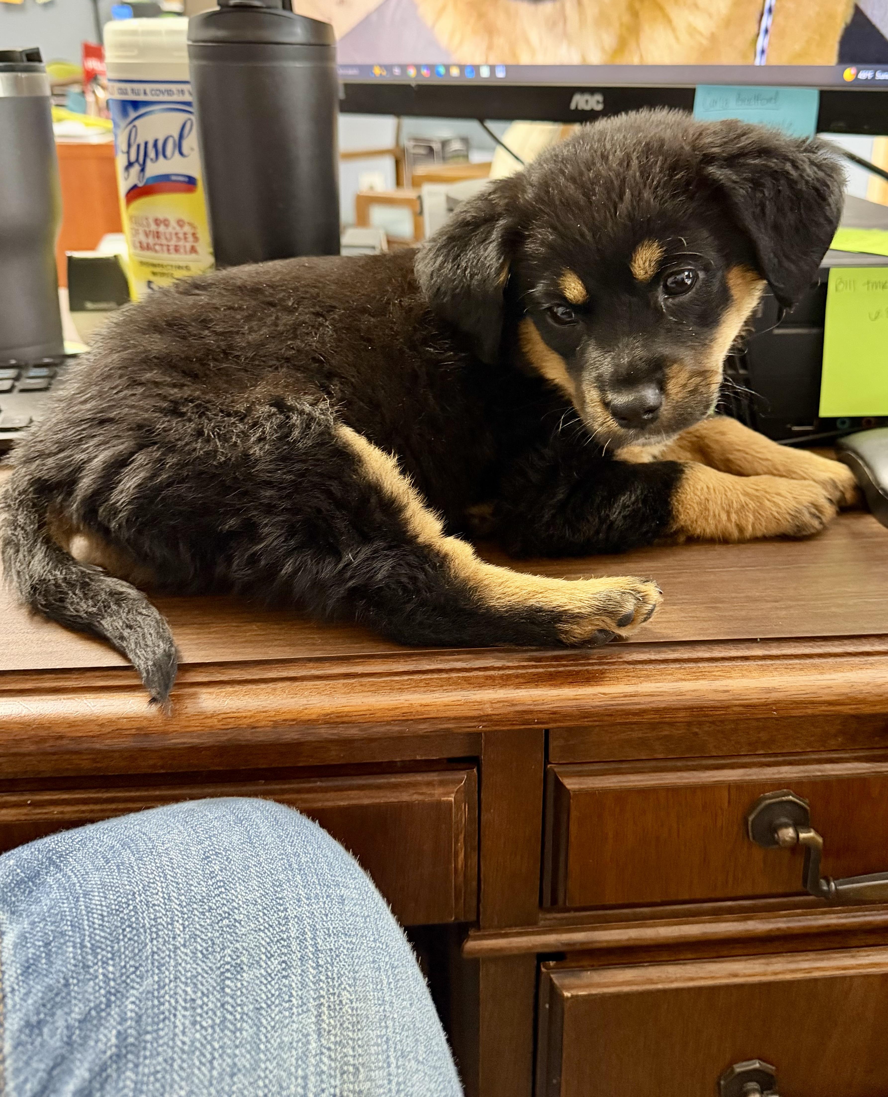 Juniper , an adopted mixed breed in Hartsville, SC image 2/6