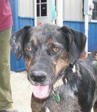 Bosco, a Adopted Catahoula Leopard Dog in O'Fallon, MO image 1/2