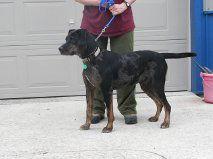 Bosco, a Adopted Catahoula Leopard Dog in O'Fallon, MO image 2/2