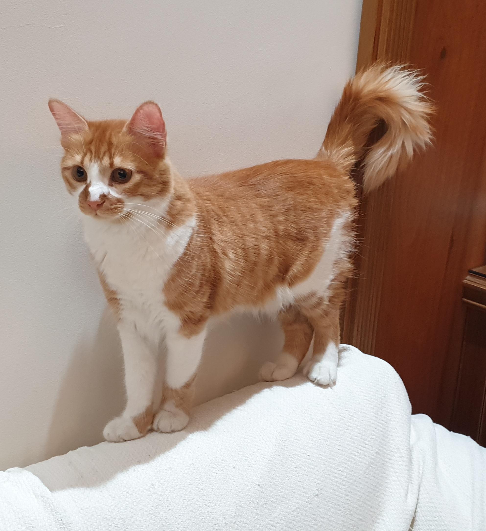 Enlarge Hedeya , an adoptable mixed breed in North York, ON image 6/6