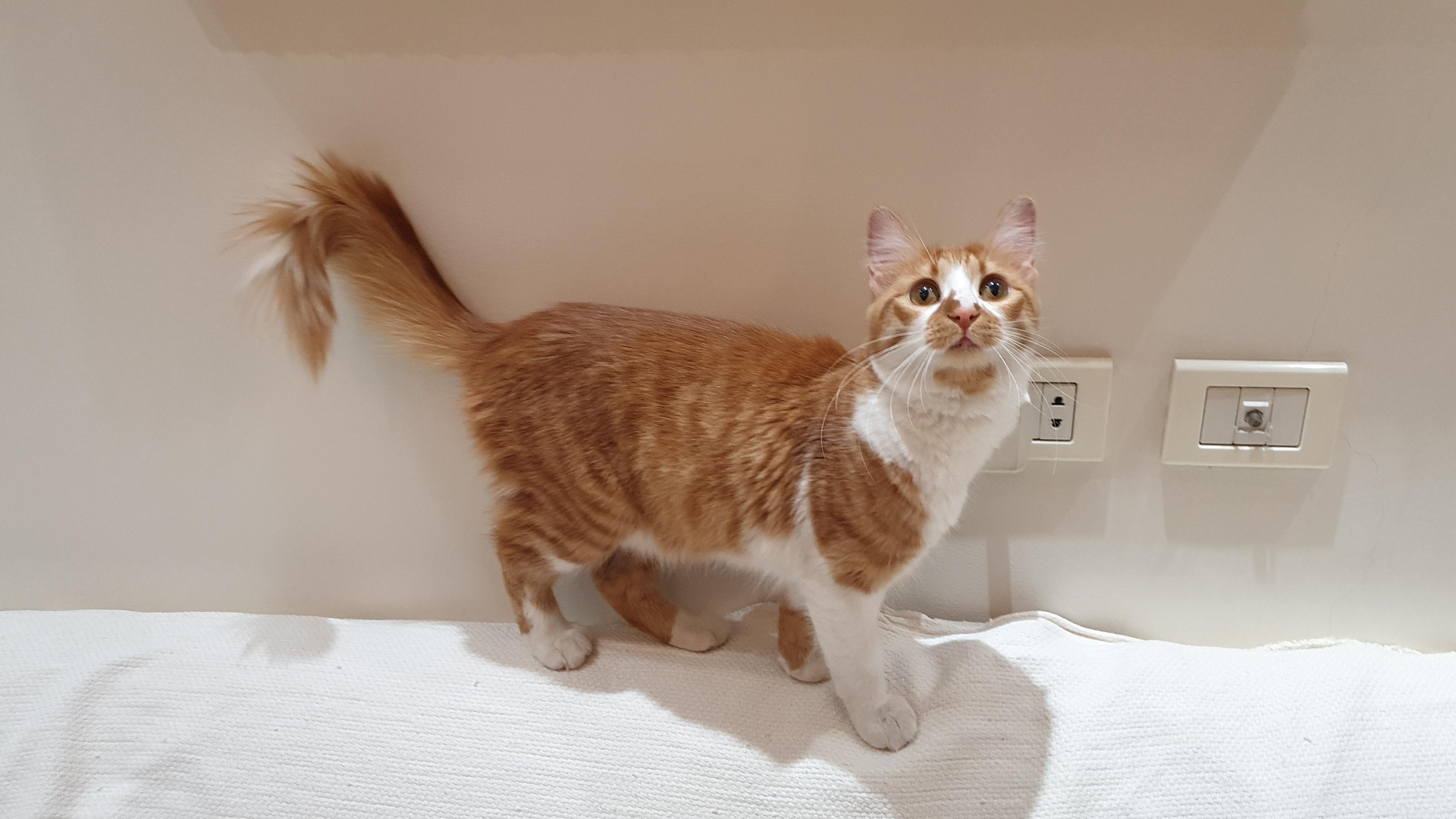 Enlarge Hedeya , an adoptable mixed breed in North York, ON image 2/6