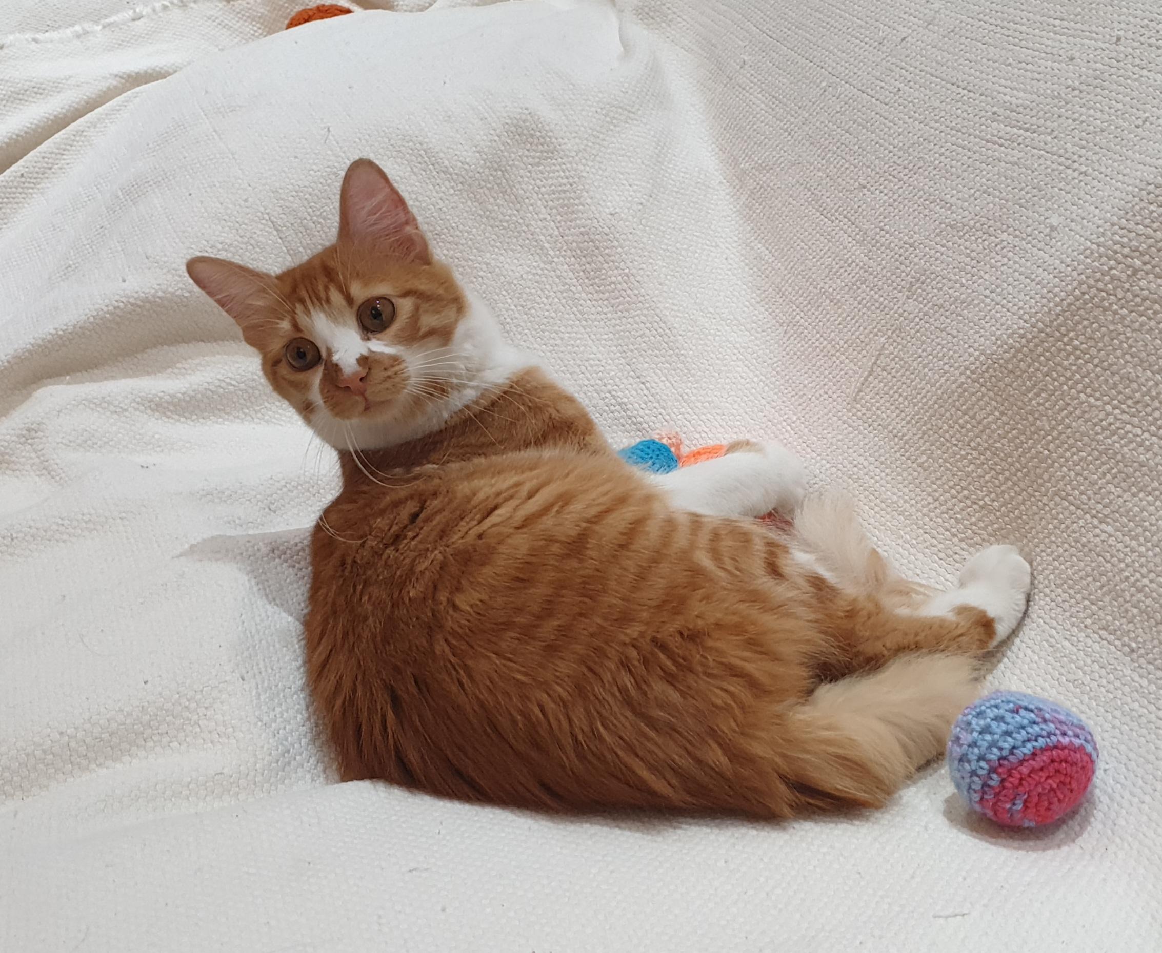 Enlarge Hedeya , an adoptable mixed breed in North York, ON image 4/6