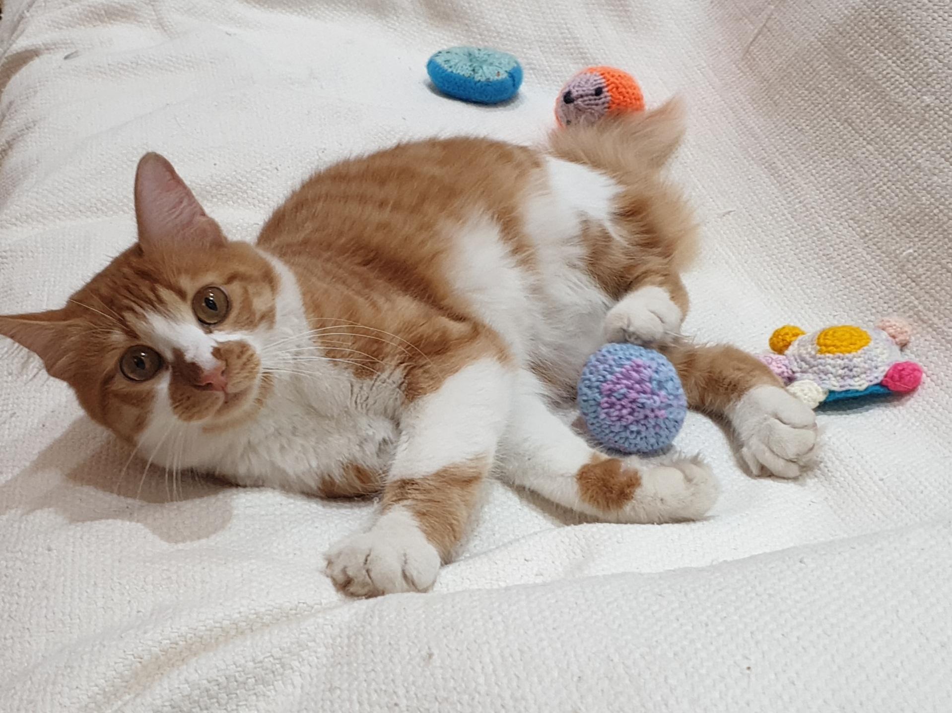 Enlarge Hedeya , an adoptable mixed breed in North York, ON image 1/6