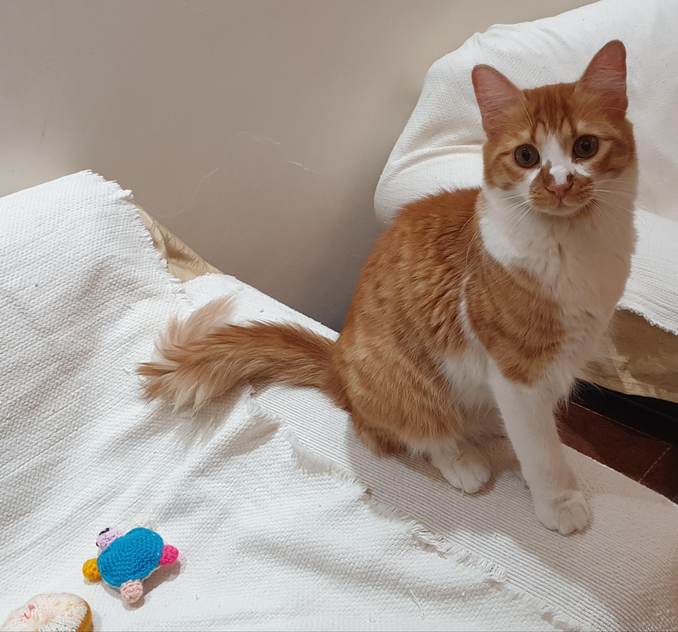 Enlarge Hedeya , an adoptable mixed breed in North York, ON image 5/6