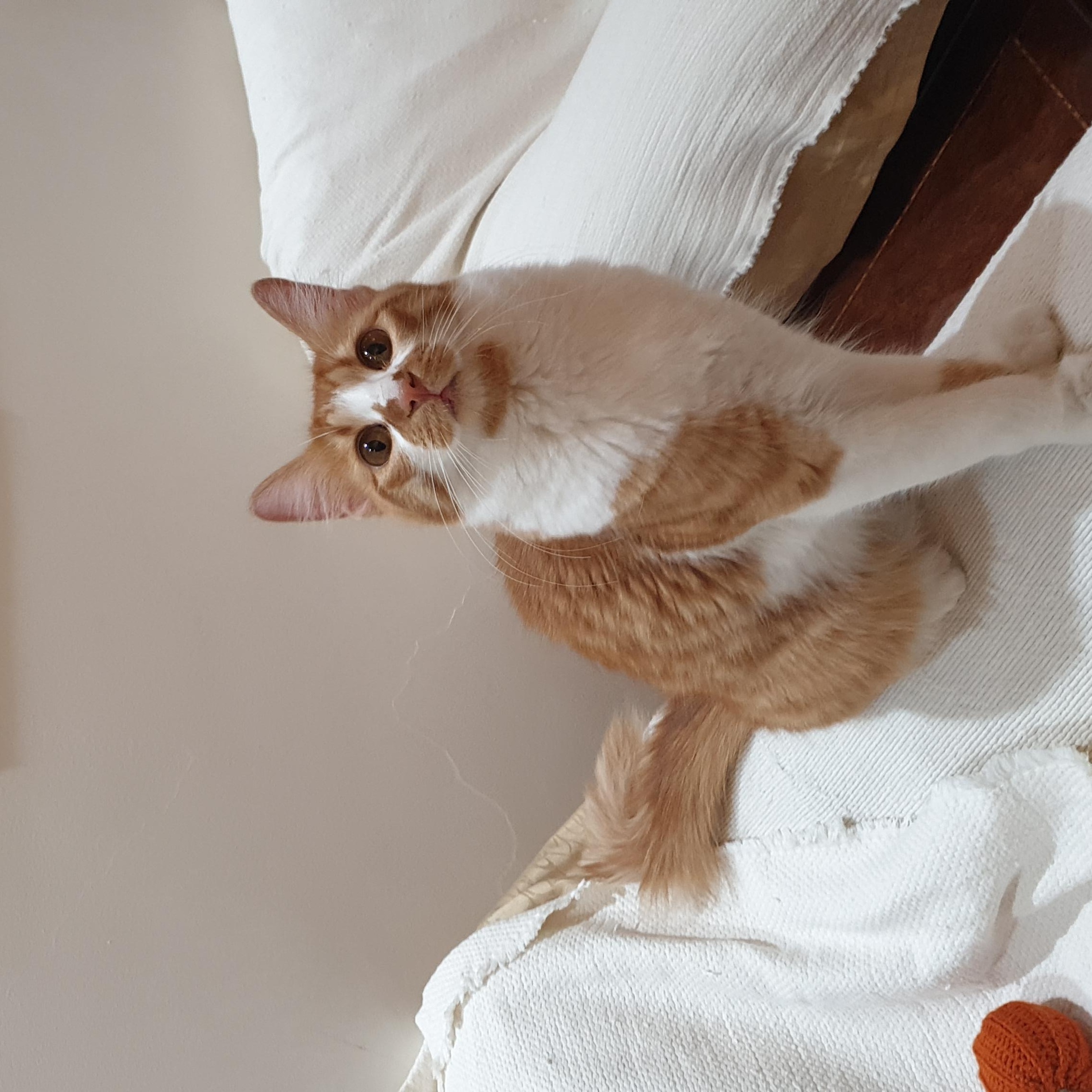 Enlarge Hedeya , an adoptable mixed breed in North York, ON image 3/6