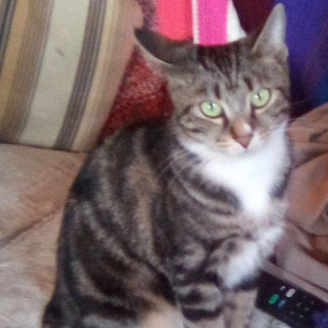 Lily, a Adoptable Tabby in Massillon, OH image 1/8