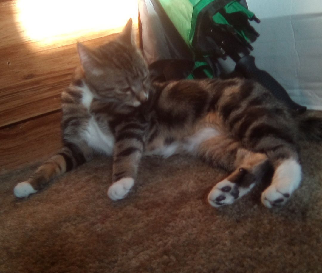 Lily, a Adoptable Tabby in Massillon, OH image 2/8