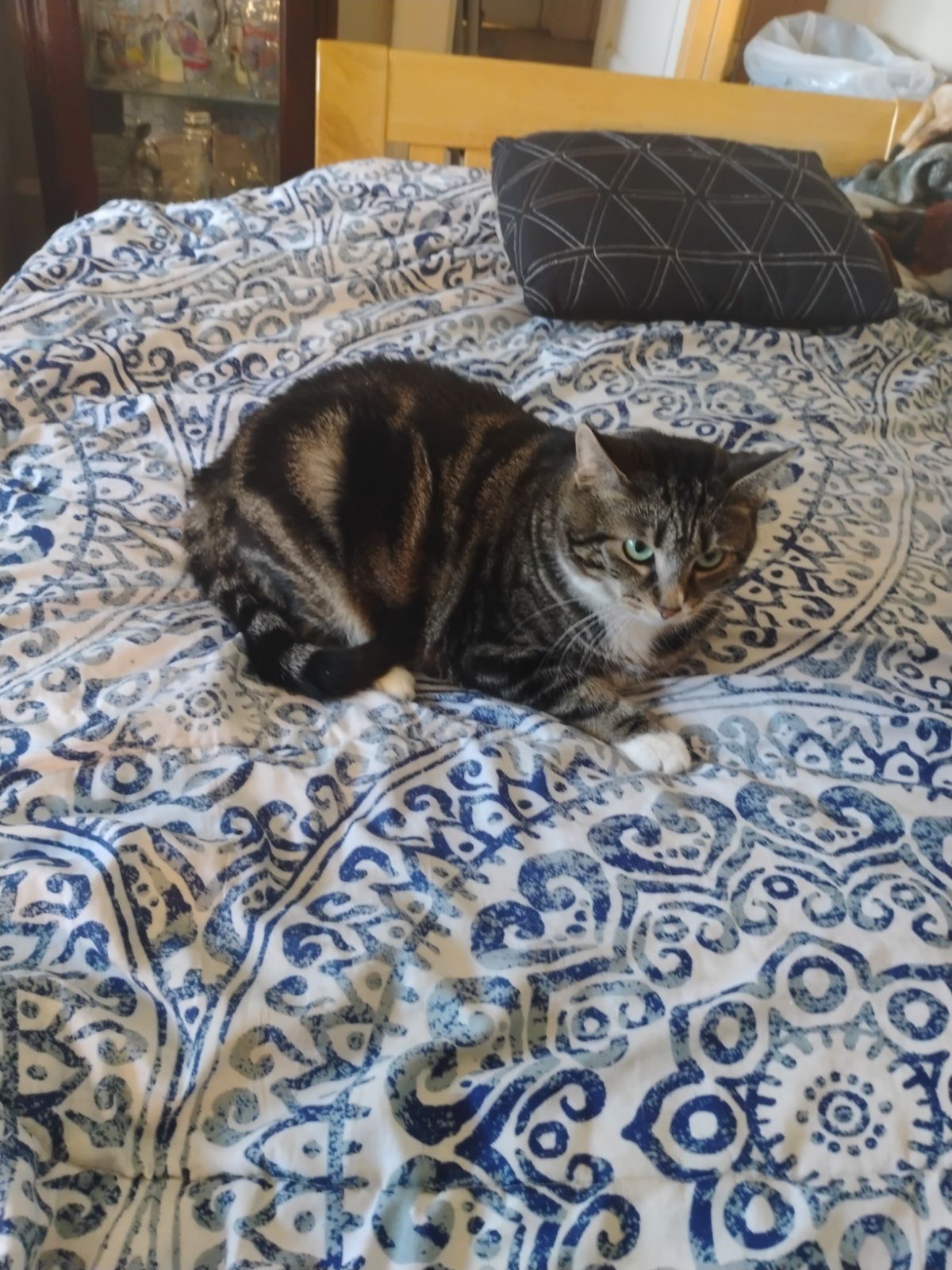 Enlarge Lily, a Adoptable Tabby in Massillon, OH image 8/8