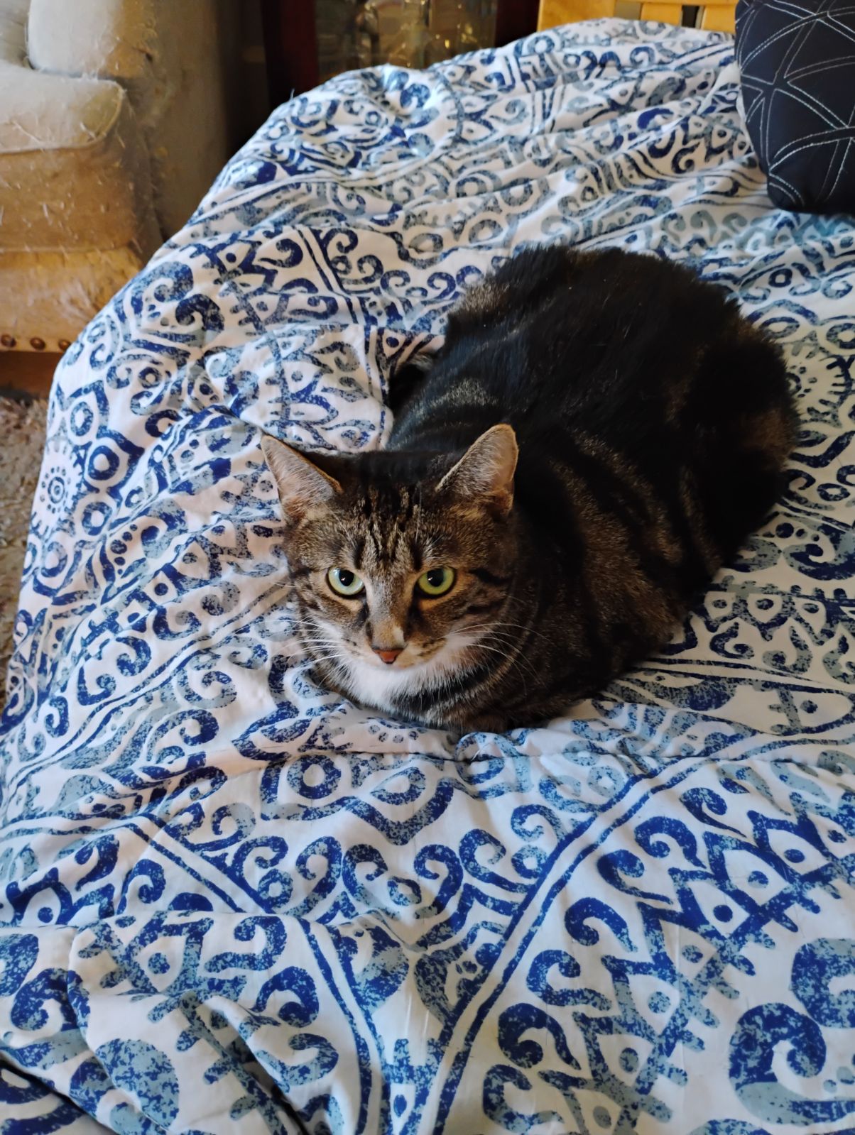 Lily, Adult Female Tabby