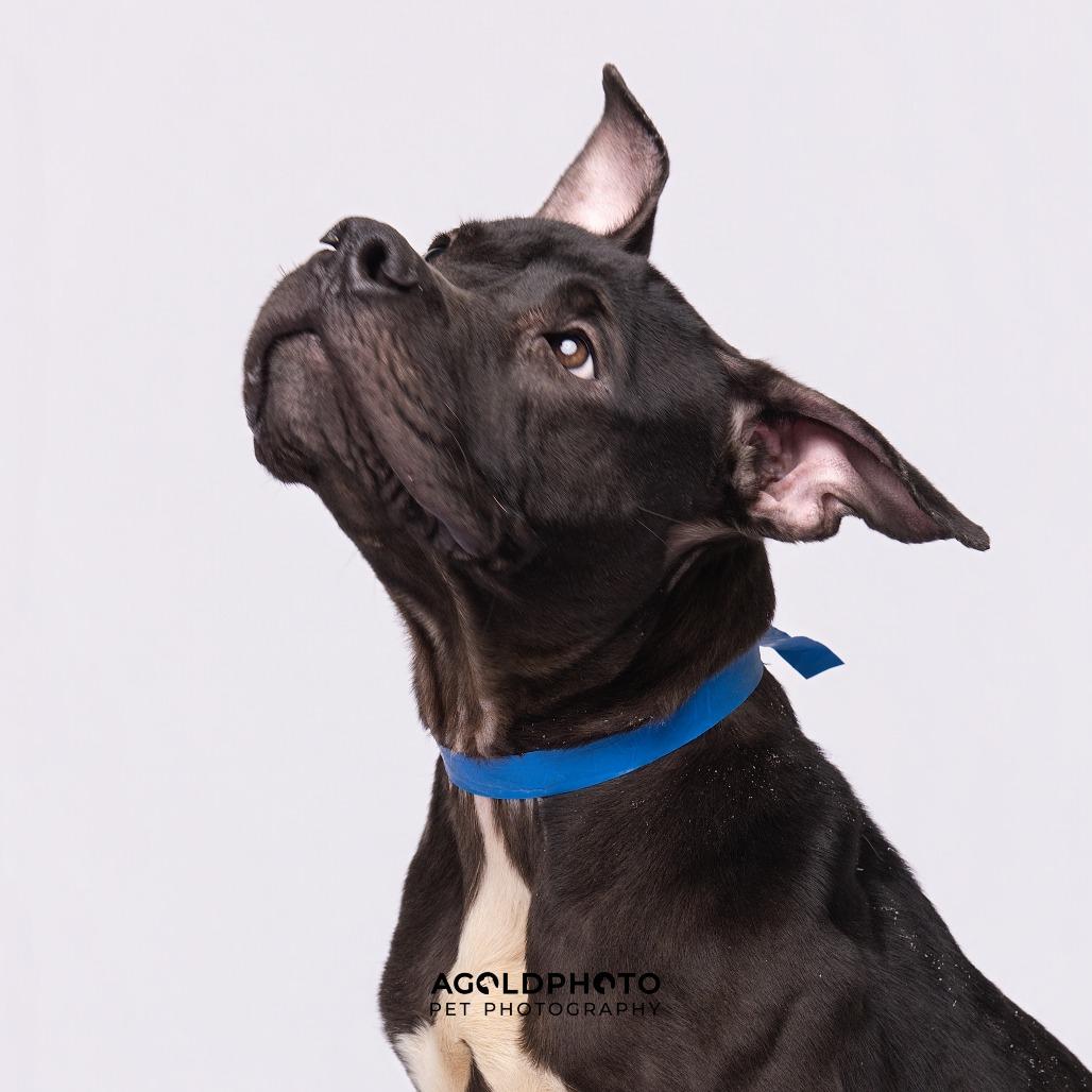 Enlarge Truce, a Adoptable mixed breed in Tampa, FL image 1/6