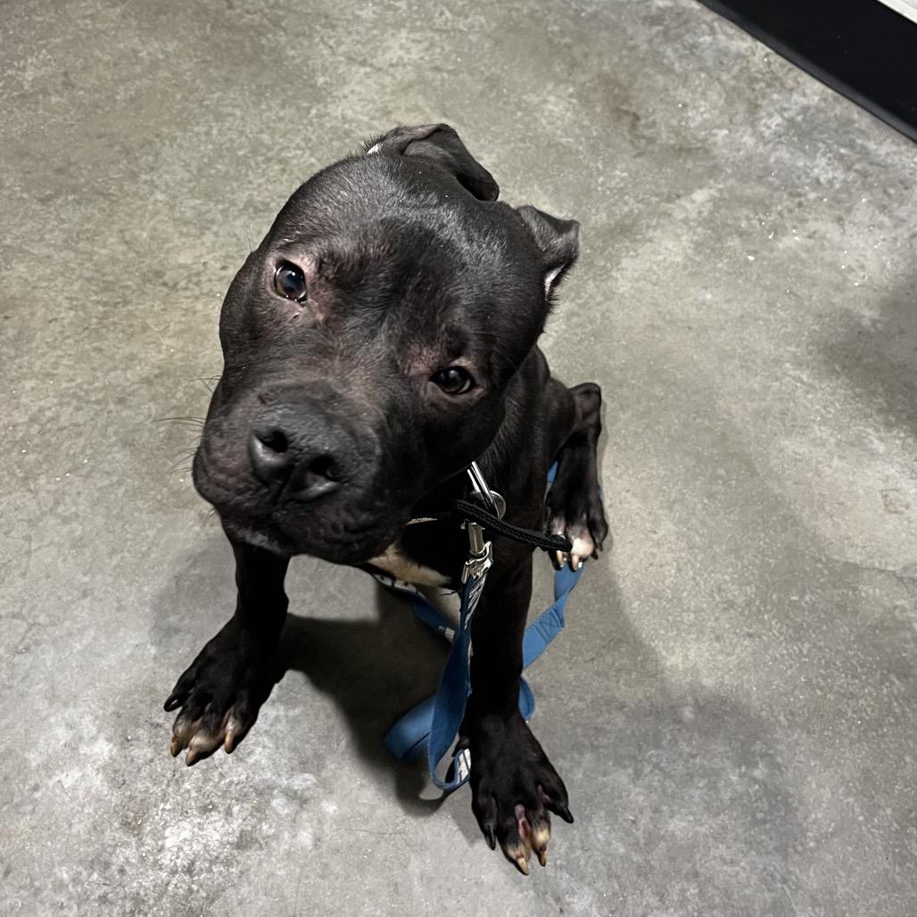 Enlarge Truce, a Adoptable mixed breed in Tampa, FL image 3/6