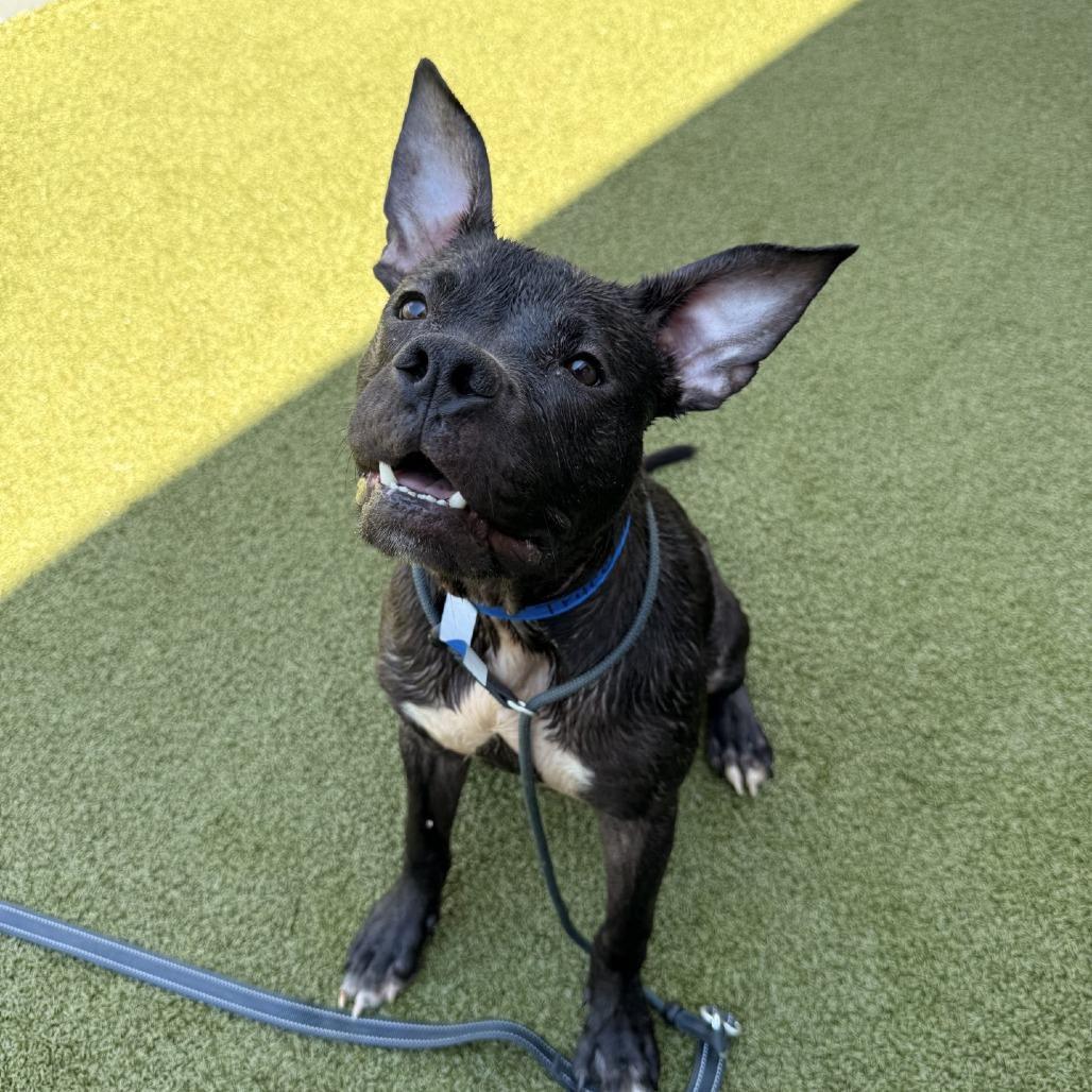 Enlarge Truce, a Adoptable mixed breed in Tampa, FL image 4/6