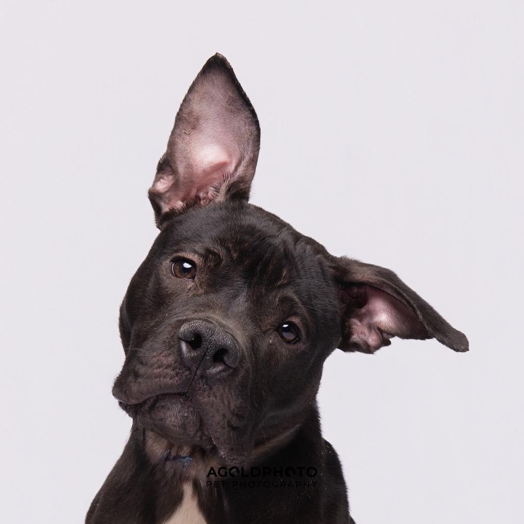 Enlarge Truce, a Adoptable mixed breed in Tampa, FL image 5/6