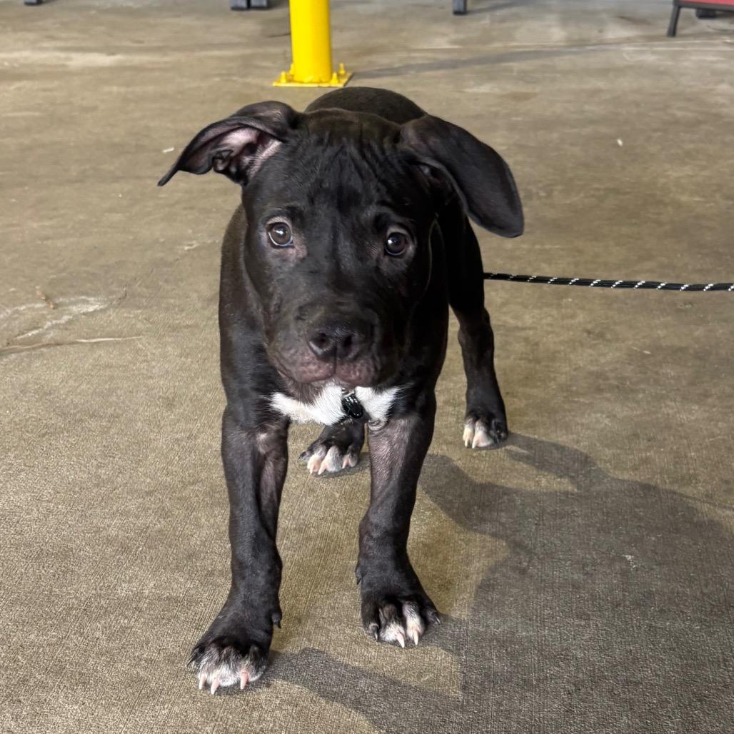 Enlarge Truce, a Adoptable mixed breed in Tampa, FL image 6/6