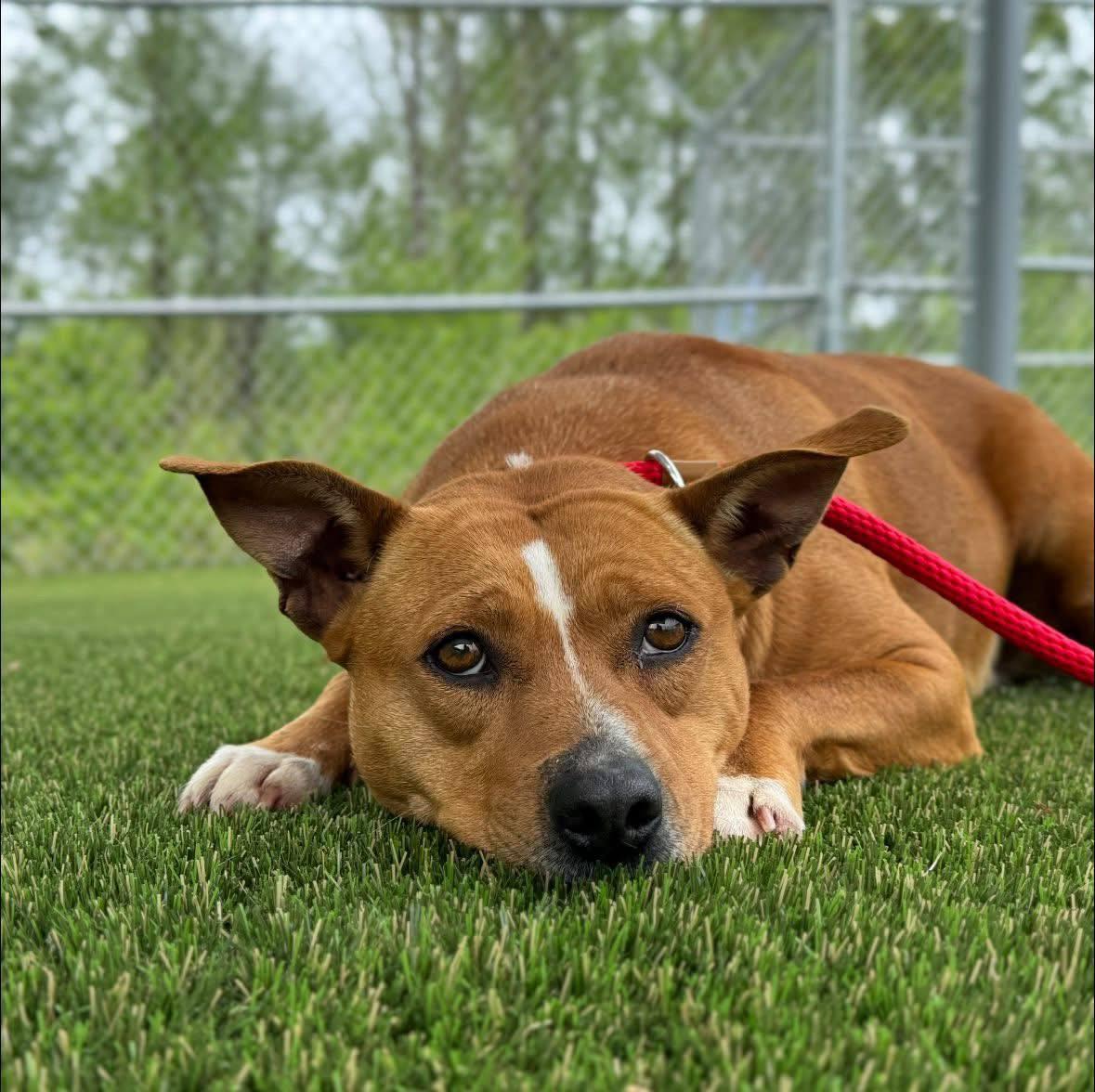 Enlarge Blondie, a Adoptable Mixed Breed in Shelburne, VT image 1/3