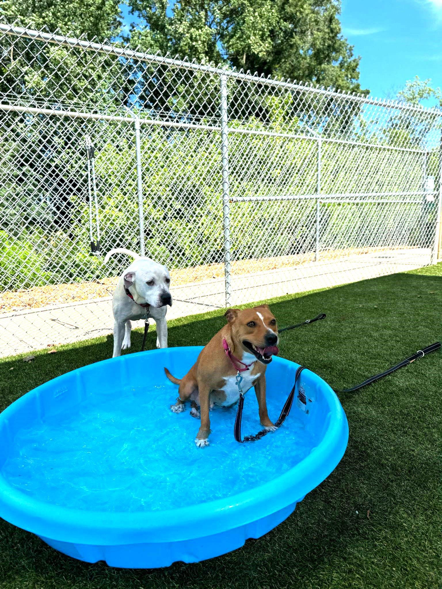 Enlarge Blondie, a Adoptable Mixed Breed in Shelburne, VT image 2/3