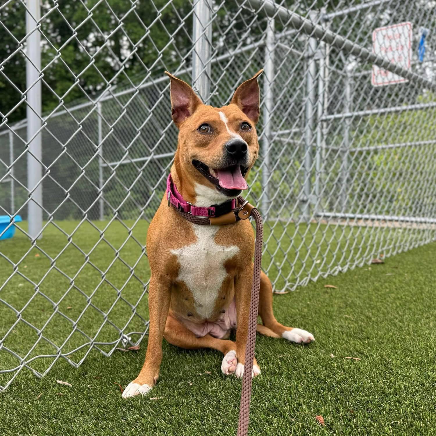 Enlarge Blondie, a Adoptable Mixed Breed in Shelburne, VT image 3/3