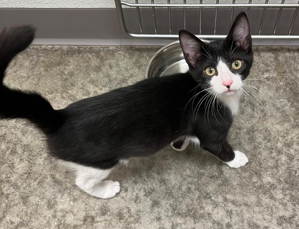 Charizard, a Adoptable mixed breed in Clinton, SC image 6/6