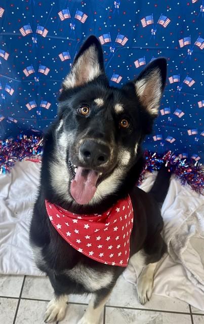 BAILEY SHADE, Adoptable, Young Female Australian Shepherd & Siberian Husky.
