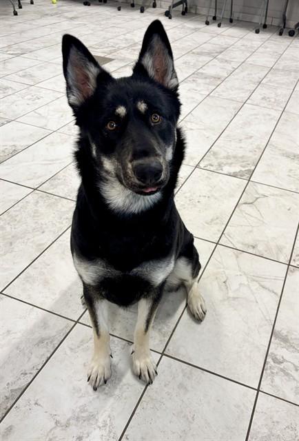 BAILEY SHADE, Adoptable, Young Female Australian Shepherd & Siberian Husky.