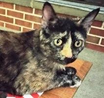Tic Tok, Adoptable, Adult Female Domestic Short Hair.
