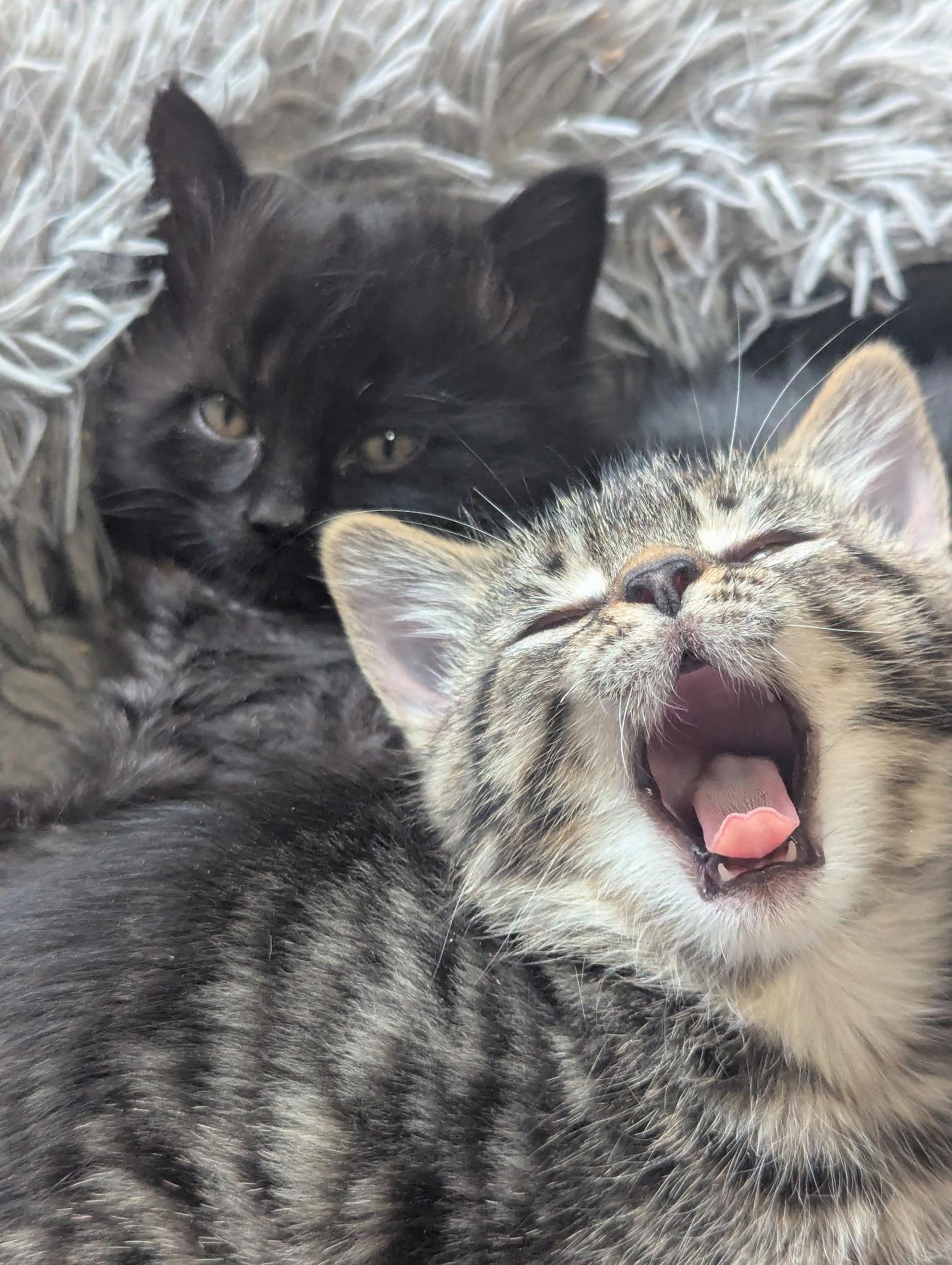 Enlarge Tucker, a Adopted Domestic Short Hair in Kamloops, BC image 1/3