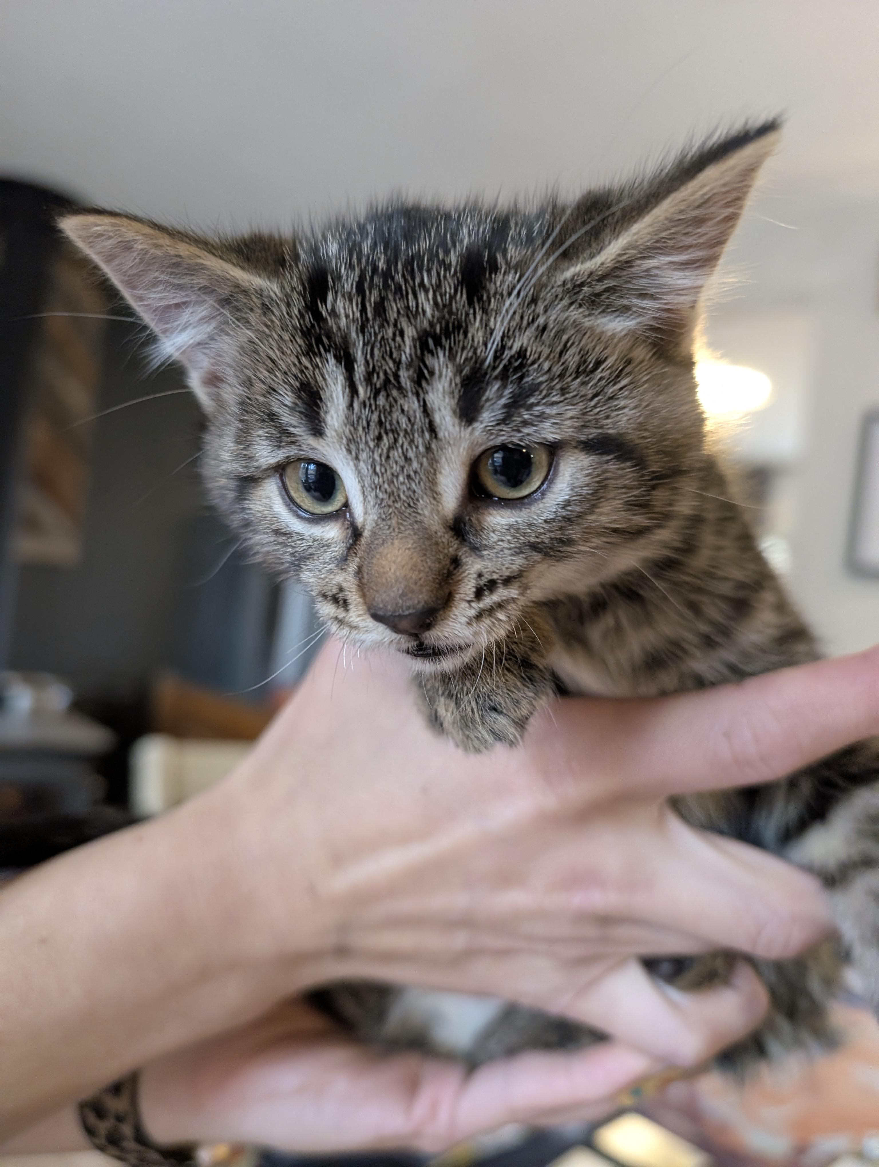 Enlarge Tucker, a Adopted Domestic Short Hair in Kamloops, BC image 2/3