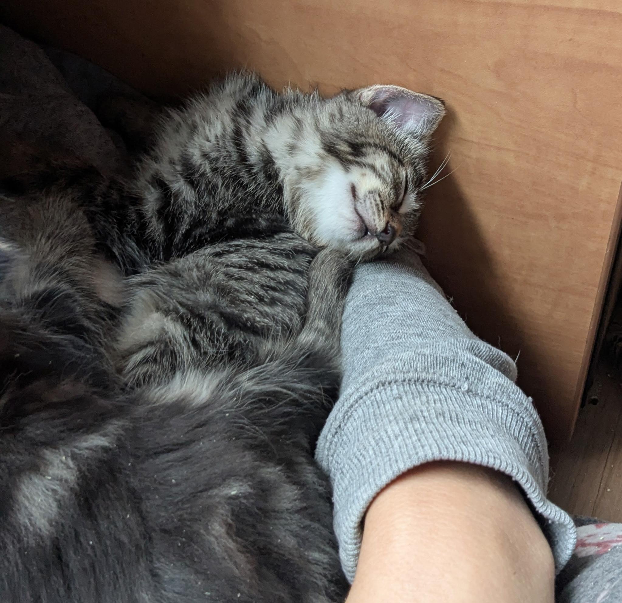 Enlarge Tucker, a Adopted Domestic Short Hair in Kamloops, BC image 3/3