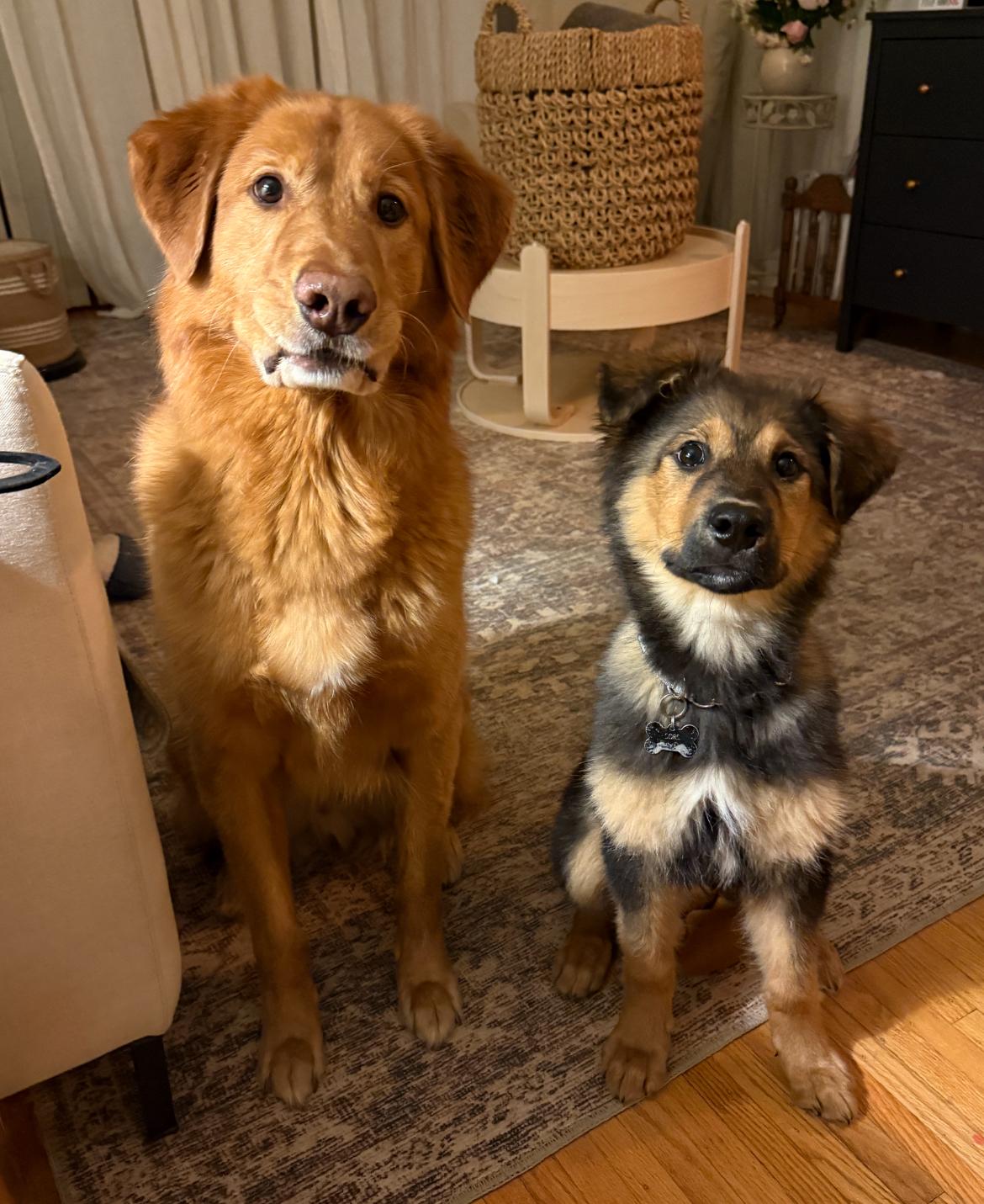Siku, ADOPTABLE, Puppy Male Shepherd & Collie.