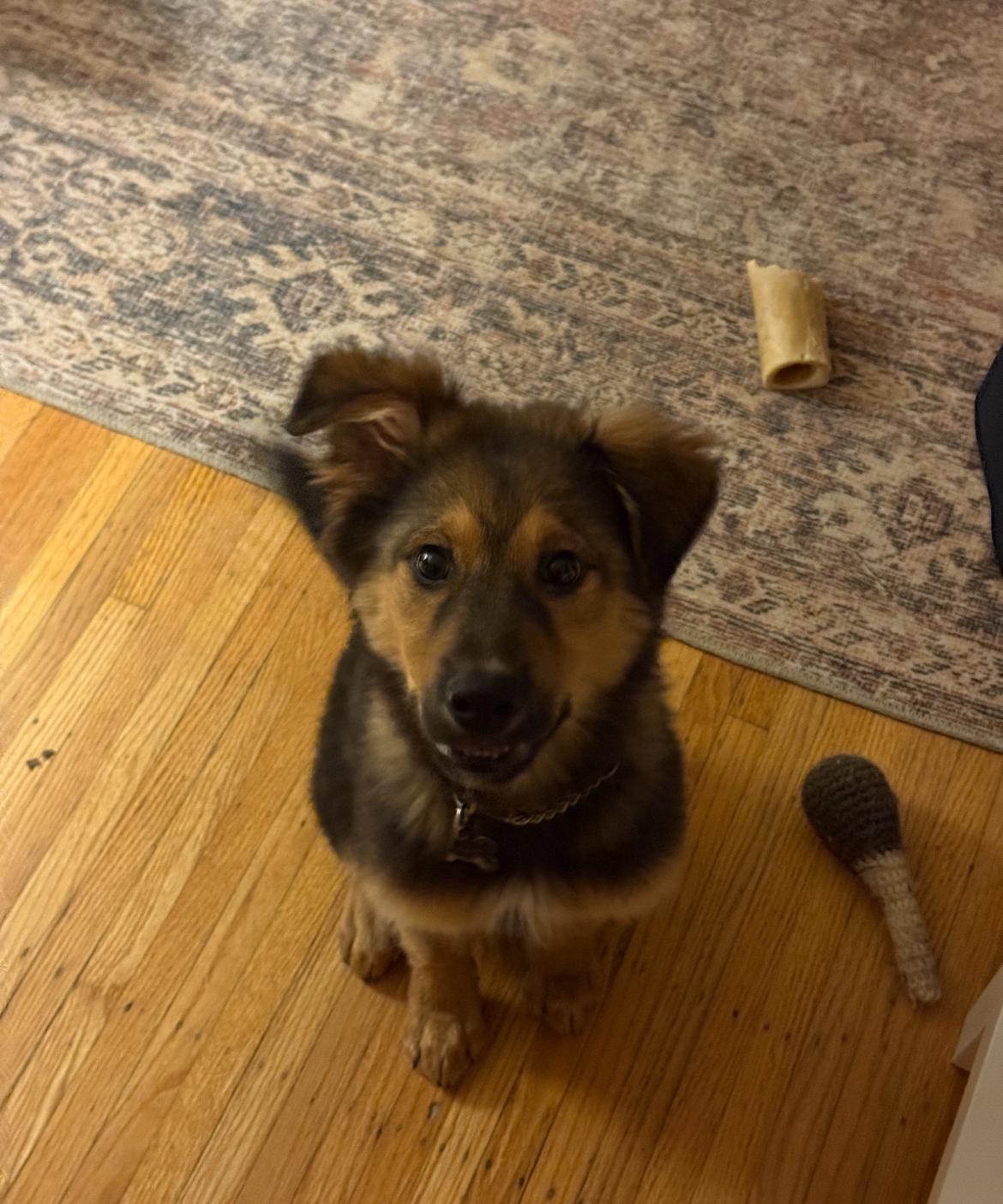 Enlarge Siku, a ADOPTABLE mixed breed in Vancouver, BC image 4/6